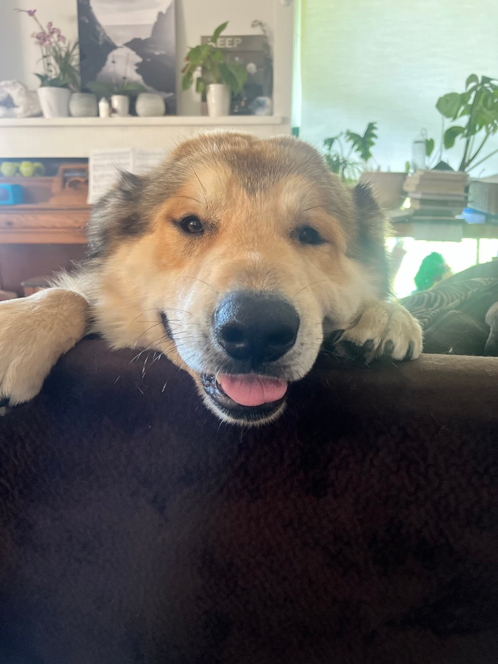 Finding Joy and Purpose: Our Year of Volunteering at the Local&nbsp;SPCA