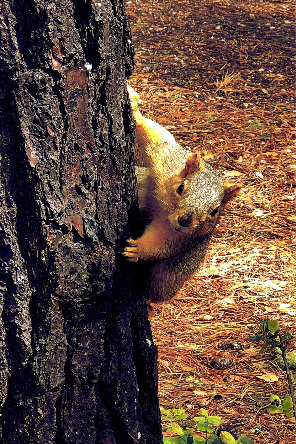 Joy isn’t just a feeling—it’s a&nbsp;frequency.