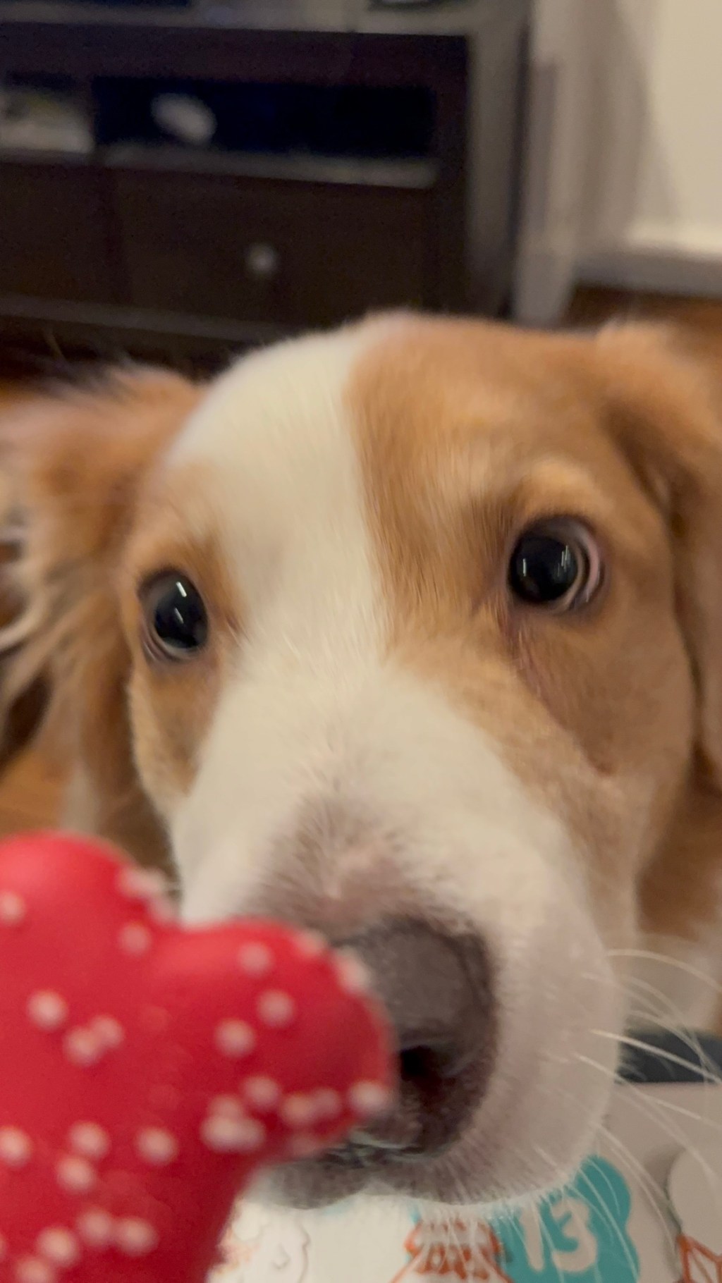 Twenty-Four Days of Pure Joy&nbsp;🎁