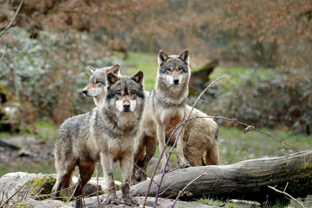 The Alpha Walks Last: What Wolf Packs Teach Us About True&nbsp;Leadership