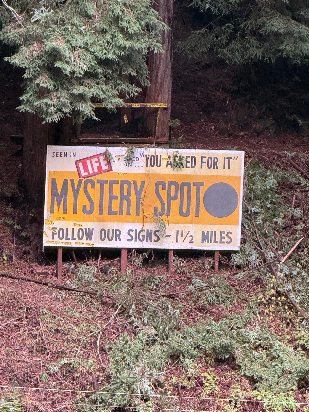 The Place Where Balls Roll Uphill: Our Mystery Spot Family Adventure