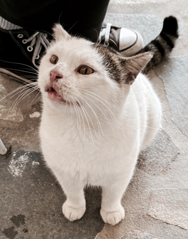 Cats, Dogs, and the Greek Way: What My Trip to Greece Taught Me About How We Love Animals