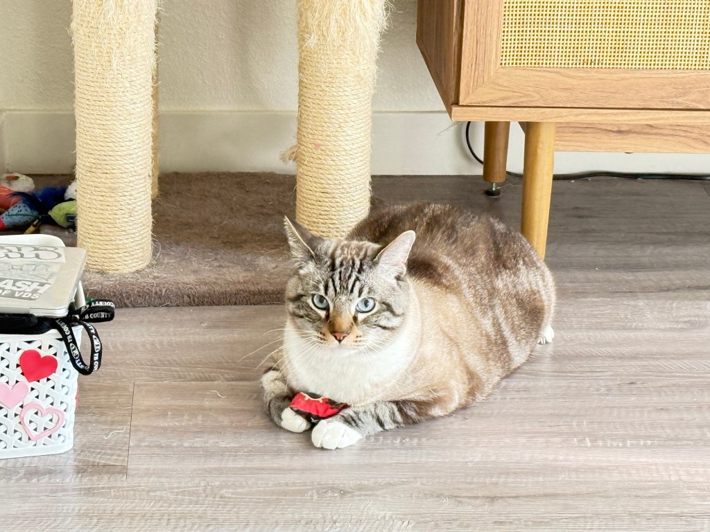 Things I Learned from My Cat