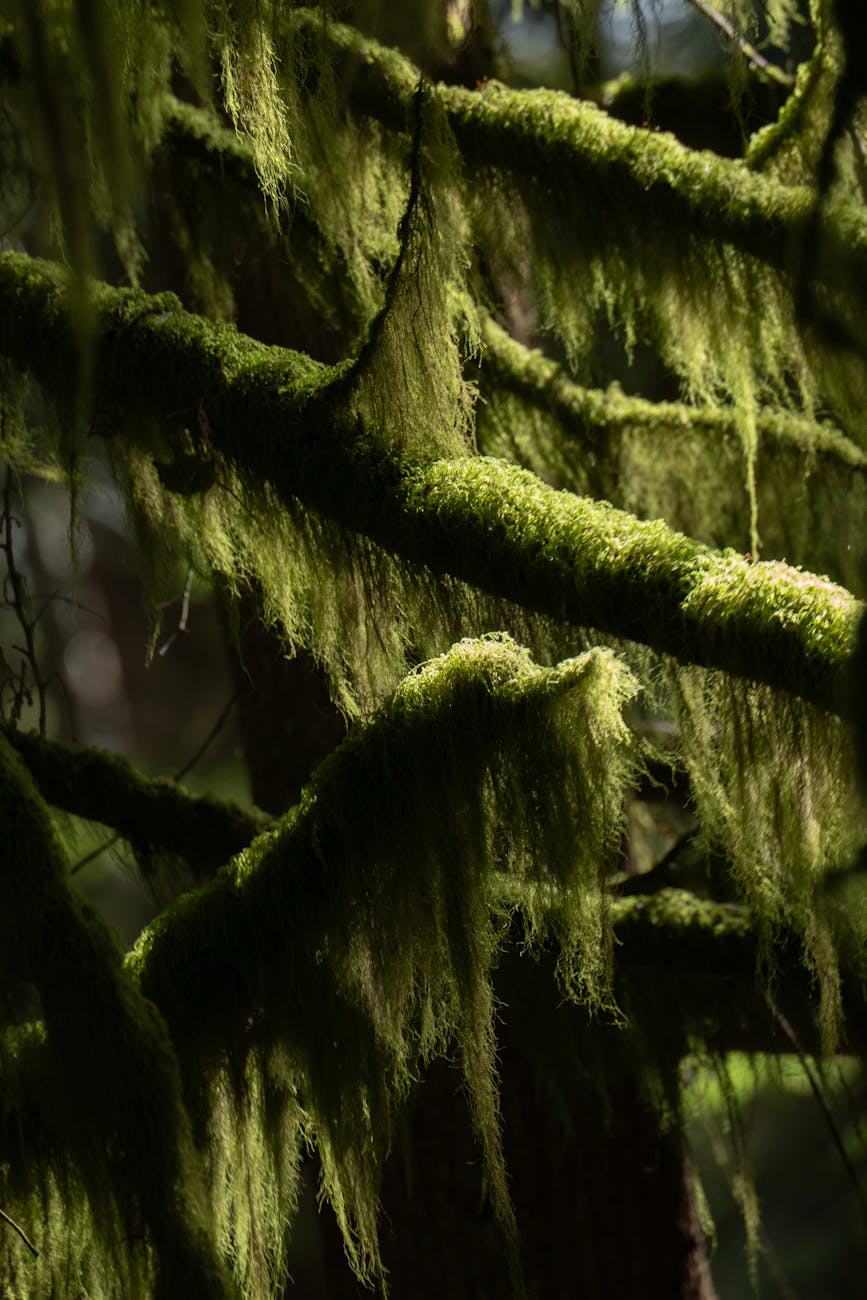 The Pace of Moss: Slowness as a Creative&nbsp;Catalyst